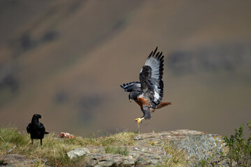  Jackal Buzzard ( Buteo rufofuscus ) Giants Castle Drakensberg, South Africa