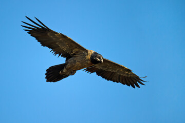 Bearded Vulture ( Gypaetus barbatus ) Giants Castle Drakensberg, South Africa