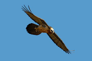 Bearded Vulture ( Gypaetus barbatus ) Giants Castle Drakensberg, South Africa