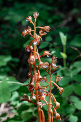 Spotted Coral Root Orchid (Corallorhiza maculata) is a mycoheterotrophic plant that obtains...