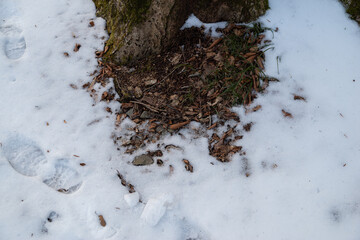 森の中の落葉と積雪