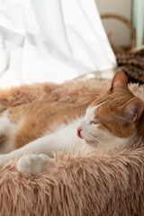 窓辺でくつろぐ猫