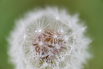Fototapeta premium 雨に濡れたタンポポの綿毛