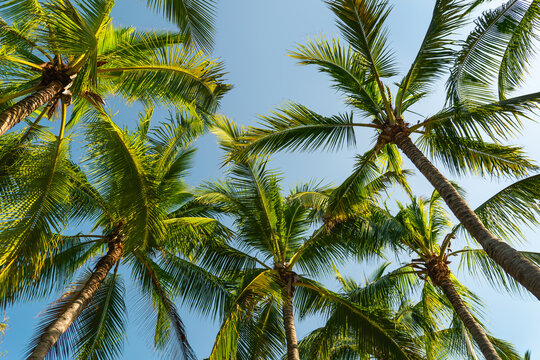 Green palm tree against blue sky and white clouds. Bottom view of palm trees tropical forest at blue sky background, tropical nature pattern. Relax natural view