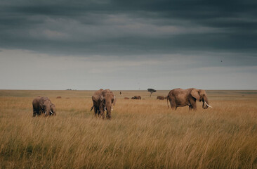 elephants in the savannah