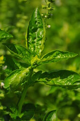 ハーブ畑のスイートバジルのクローズアップです。