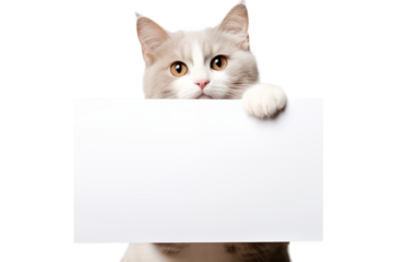 A cat is holding a blank sheet of paper isolated on a transparent background.