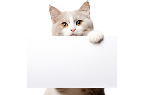 A cat is holding a blank sheet of paper isolated on a transparent background.