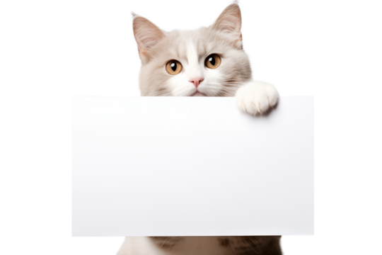 A cat is holding a blank sheet of paper isolated on a transparent background. - Powered by Adobe