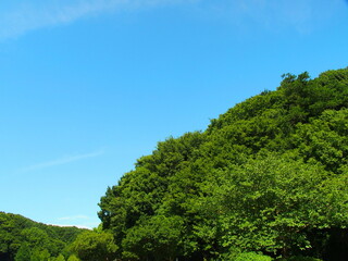 Obraz premium 夏の森と青空