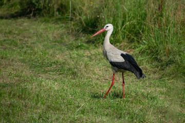 stork in the grass