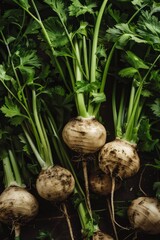 Tubers of turnip rooted chervil textured background, rutabaga pattern, white radish banner, root vegetables