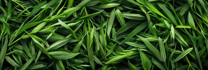 Fototapeta premium Estragon twigs, tarragon sprigs, fresh artemisia dracunculus grass, green spice leaves banner illustration