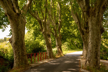 Fototapeta premium Avenue of plane trees and small bridge in Provence, southern France