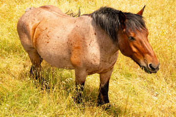 Fototapeta premium Chestnut horse with black mane on yellow pasture in Provence, France