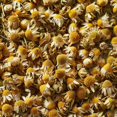 Chamomile flower texture background, dry Matricaria chamomilla flowers pattern, blooming white head