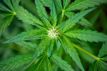 Feigen, Garten, Beeren, Cannabis, Hanfpflanzen