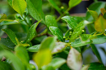 Feigen, Garten, Beeren, Cannabis, Hanfpflanzen