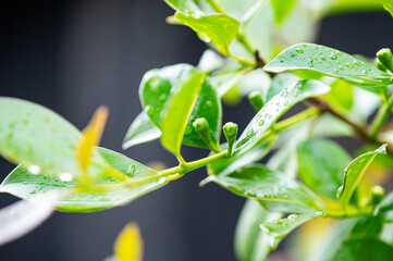 Feigen, Garten, Beeren, Cannabis, Hanfpflanzen