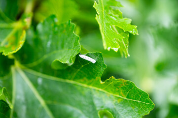 Feigen, Garten, Beeren, Cannabis, Hanfpflanzen