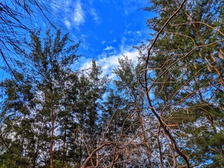 Blue sky and pine trees that grow abundantly on the beach