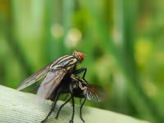 Black flies mating on a leaf