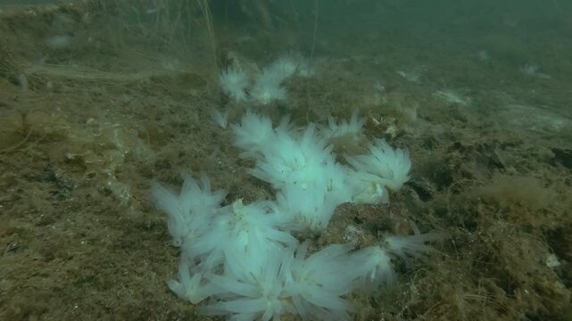 Ascidian colony of Transparent sea squirt or Yellow Sea Squirt (Ciona intestinalis, Ascidia intestinalis) on the seabed covered with brown algae and laminaria