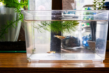 メダカの水槽