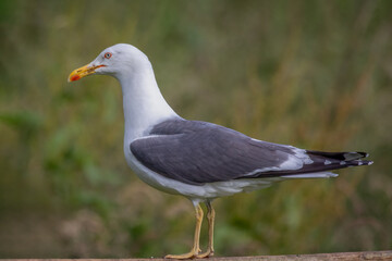 close up profile portrait of a large herring gull as it stands on a wooden rail