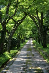 The path in the woods