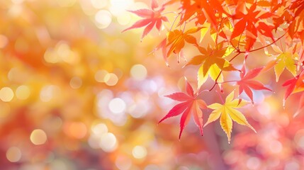 Fototapeta premium Autumn maple leaves warm light soft sparkle effects suitable projects decorative red yellow colors seasonal design forest nature