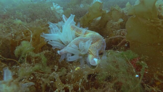 Time lapse, Sea Star eats ascidian colony on seabed covered with algae, Spiny Starfish (Marthasterias glacialis) and Transparent sea squirt (Ciona intestinalis, Ascidia intestinalis)