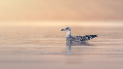 Great Black-backed Gull
