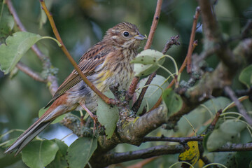 robin on a branch
