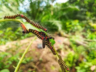 Noctuid Moth (Asota plana) caterpillars feed on True Fig Shell (Ficus variegata) leaves in large numbers