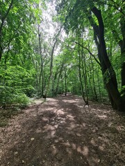 Obraz premium Waldweg im Plänterwald in Treptow/Köpenick