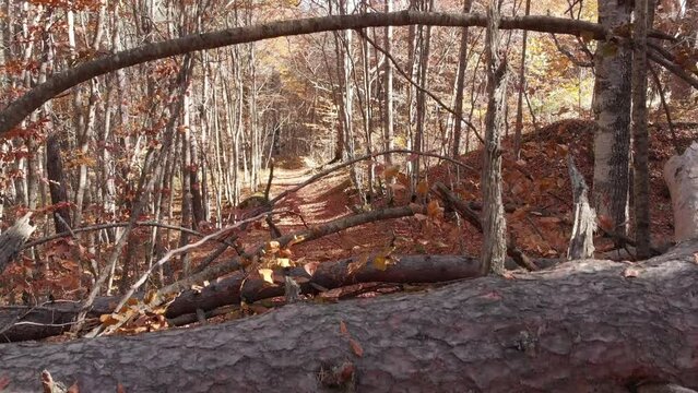 Caucasus, North Ossetia. Tsey gorge. Autumn forest.