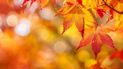 Fototapeta premium Autumn Maple Leaves In Warm Light With Bright Bokeh Background Creating Soft Seasonal Atmosphere For Nature And Decorative Designs
