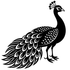 peacock vector illustration