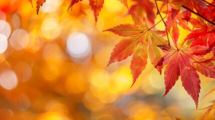 Fototapeta premium Colorful Fall Maple Leaves Hanging Above Glowing Background With Soft Light Ideal For Seasonal Visuals And Creative Design Projects