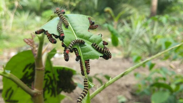 Noctuid Moth (Asota plana) caterpillars feed on True Fig Shell (Ficus variegata) leaves in large numbers