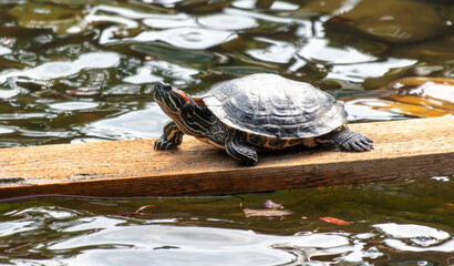 Fototapeta premium Close-up portrait of a turtle in a pond