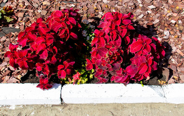 Red plant growing in mulch in nature