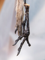 Pendant with animal claws. Close-up