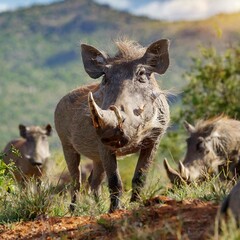 warthog animals