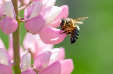 A bee flies on lupine flowers. Macro