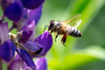 A bee flies on lupine flowers. Macro