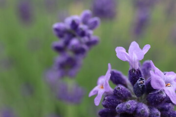 Obraz premium ラベンダー