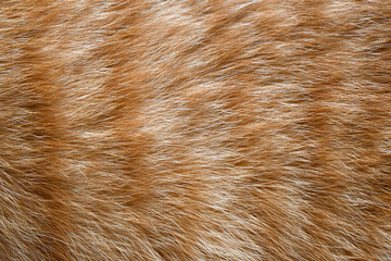 Ginger cat fur texture background.