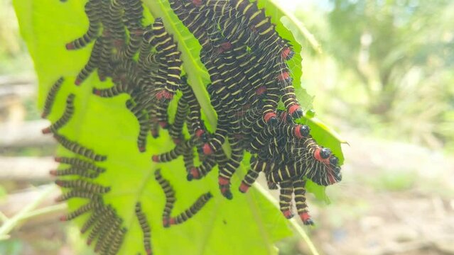 Noctuid Moth (Asota plana) caterpillars feed on True Fig Shell (Ficus variegata) leaves in large numbers